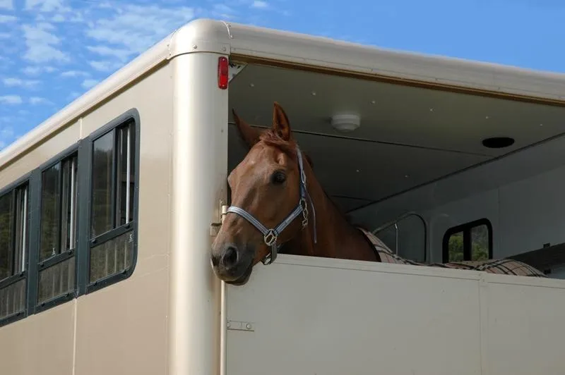Read more about the article Discover the Benefits and Uses of Horse Trailers